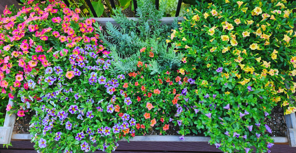 Image of container garden created by Karen W Howle, Oak Ridge NC